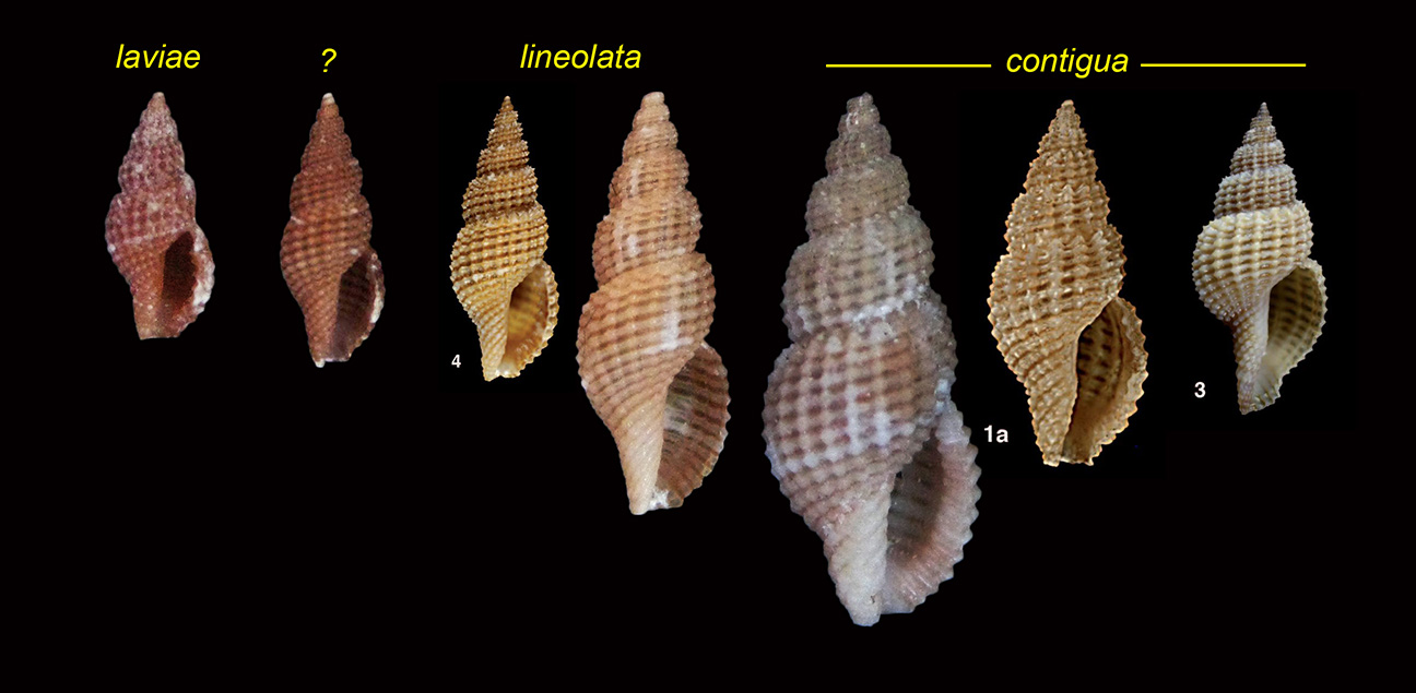 Raphitoma Torre Lapillo